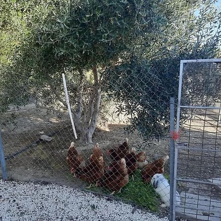 فيلا Happy Glamping Cy Agios Theodoros المظهر الخارجي الصورة